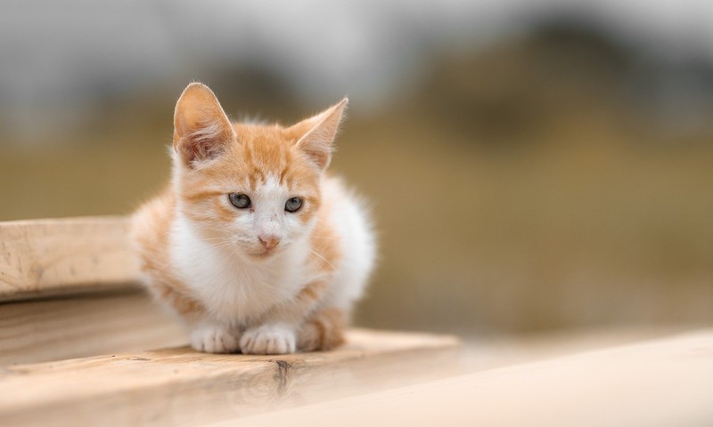 狗狗毛发护理全攻略：从饮食到日常打理，让狗狗毛发亮丽如丝