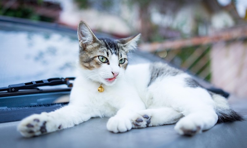 猫咪换粮攻略：轻松过渡，让爱宠爱上新口粮