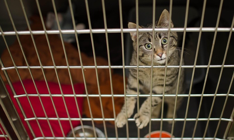 金毛寻回犬：忠诚友善的守护者，家庭宠物的首选？