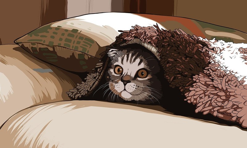 猫咪肠胃不适的信号与应对指南