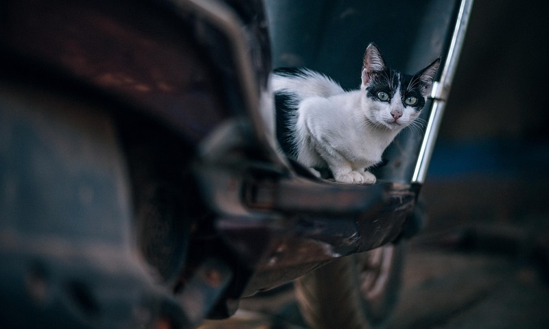 猫咪界的优雅代表——波斯猫的品种特点与养护指南