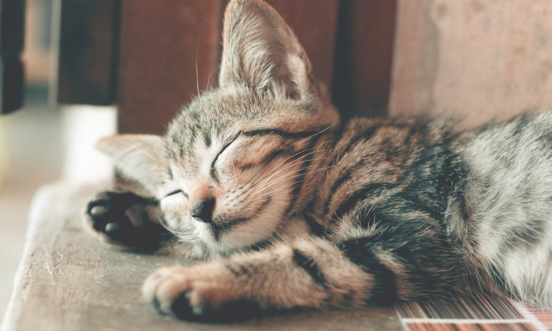 忠诚勇敢的伙伴——拉布拉多犬的品种特点与饲养技巧