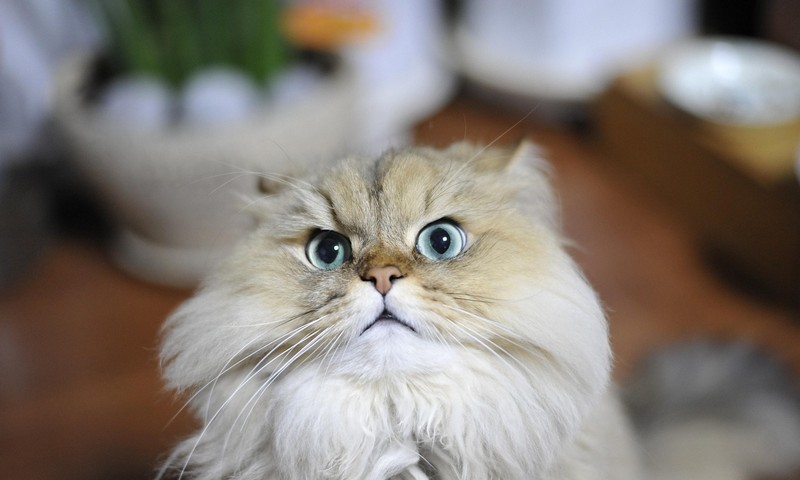 猫咪中的“优雅舞者”——波斯猫的品种特点与养护指南