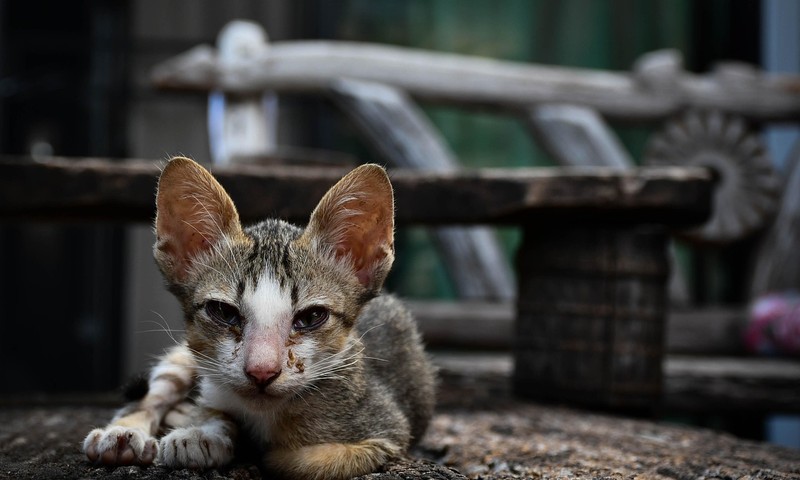 狗狗毛发护理全攻略：让狗狗毛发亮丽如丝