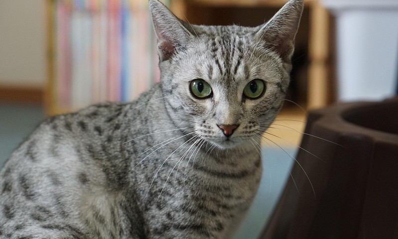 狗狗毛发护理全攻略：让狗狗毛发光泽亮丽