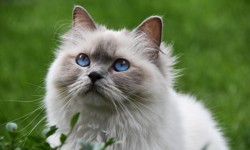 狗狗皮肤问题的诊断与护理技巧