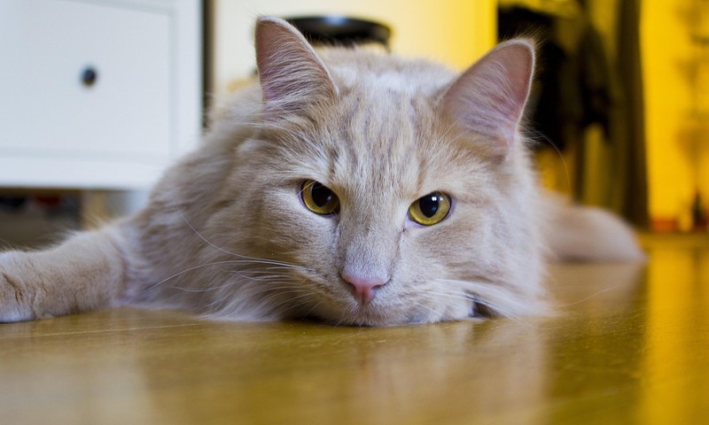 狗狗品种科普：金毛寻回犬，忠诚与智慧的完美结合