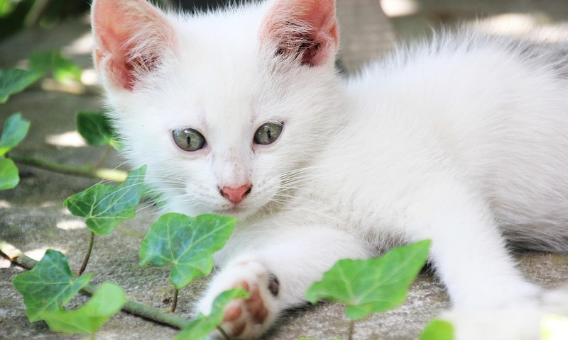 狗狗皮肤问题：识别与应对常见皮肤病