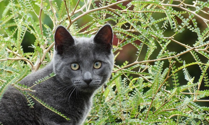 猫咪常见肠胃问题：识别症状，预防措施及应急护理