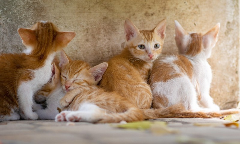 忠诚守护者——金毛寻回犬的品种特点与饲养技巧