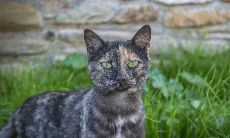 狗狗中的贵族：贵宾犬的起源、性格与养护指南