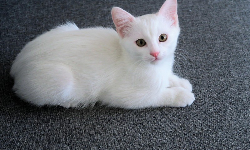 金毛寻回犬：忠诚与友善的守护者