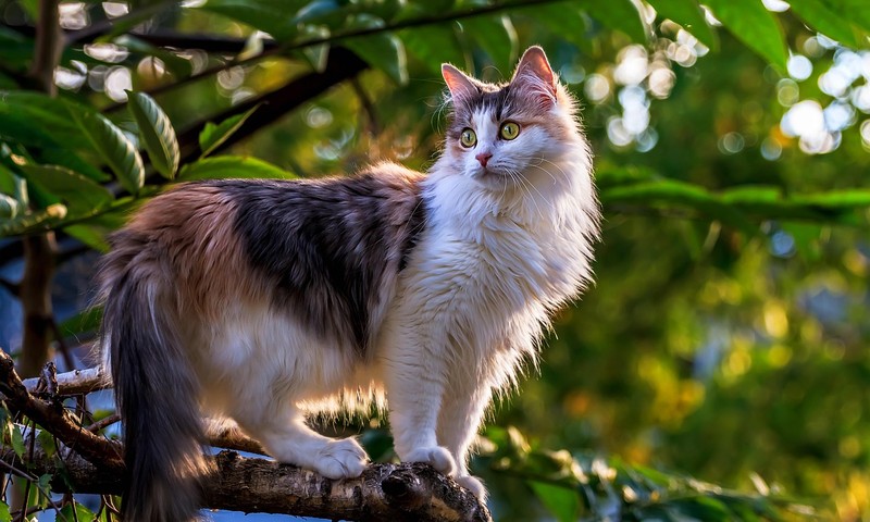 猫界优雅的代表——波斯猫的品种特点与养护知识