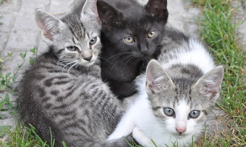 狗狗换粮攻略：轻松过渡，健康无忧