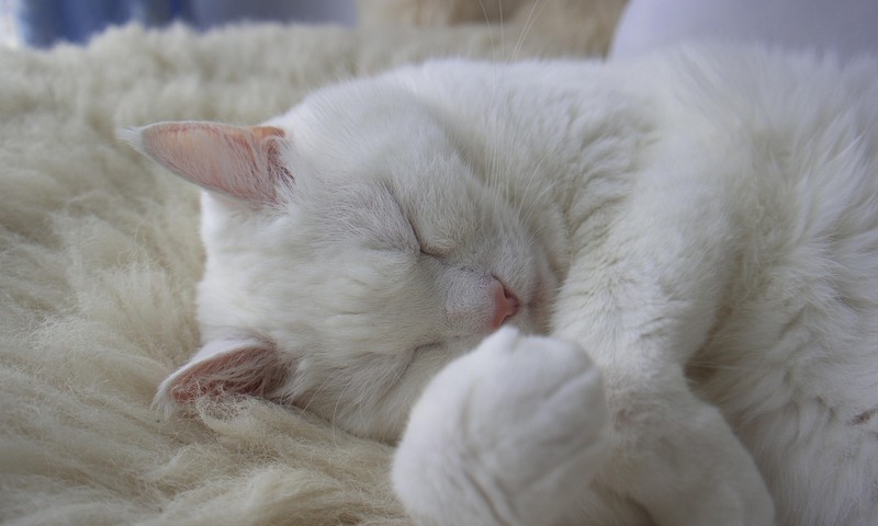 猫咪换粮攻略：轻松过渡，呵护猫咪肠胃健康