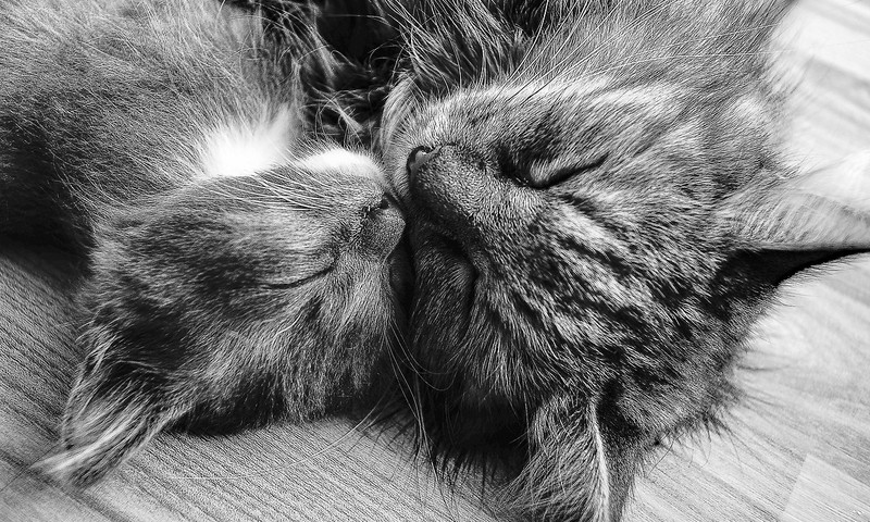 狗狗皮肤问题解析：症状、预防与护理