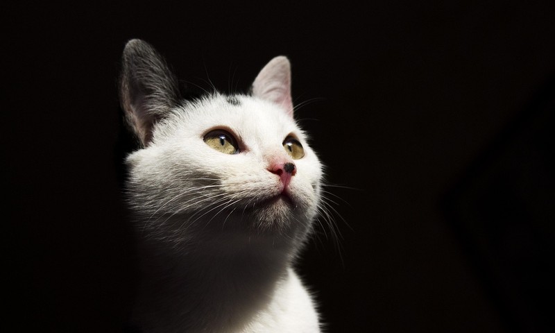 猫咪换粮攻略：如何轻松过渡，让猫咪爱上新食物