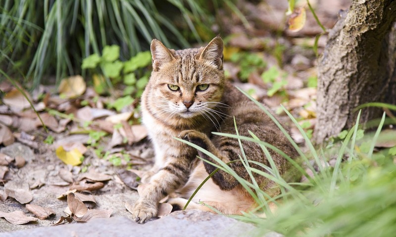 狗狗皮肤问题解析：症状、预防与护理