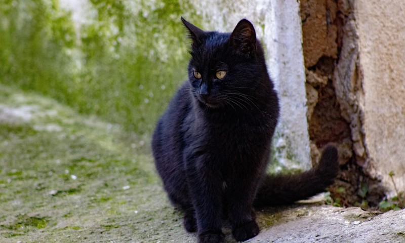 猫咪界的“黑珍珠”——暹罗猫