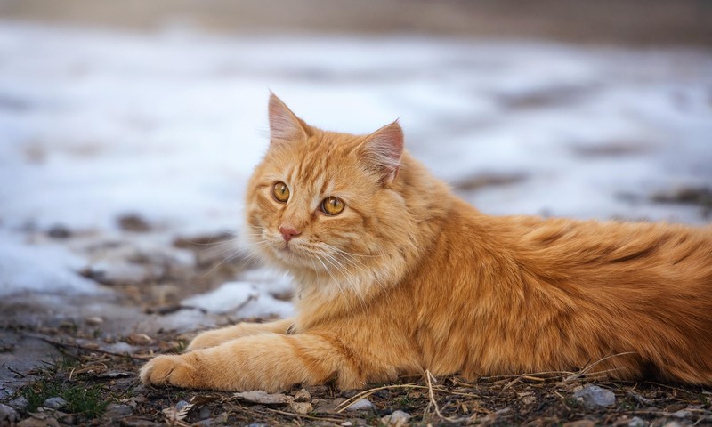 狗狗肠胃调理：常见问题及养护指南