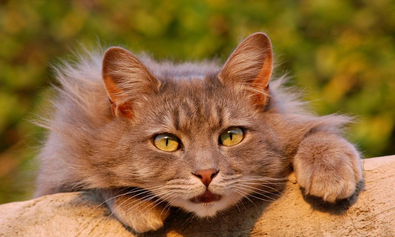 猫咪换粮攻略：平稳过渡，守护猫咪肠胃健康