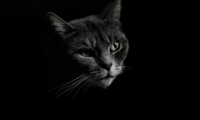 狗狗毛发护理全攻略：让狗狗毛发亮丽如丝