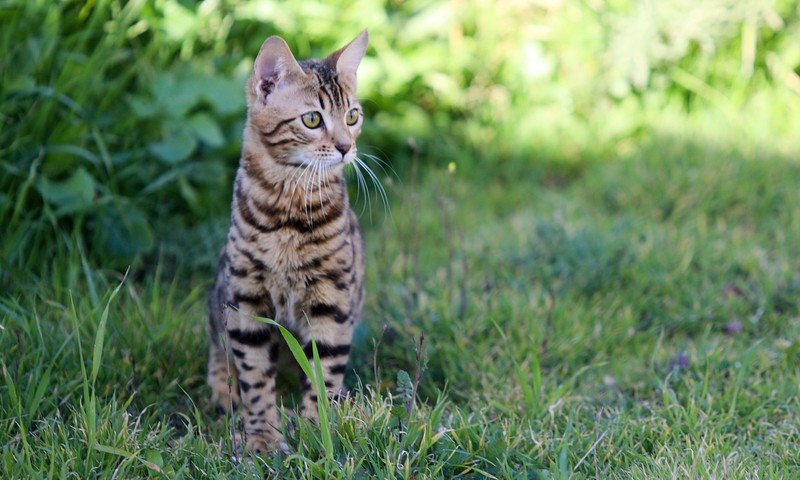 猫咪换粮攻略：轻松过渡，呵护猫咪肠胃健康