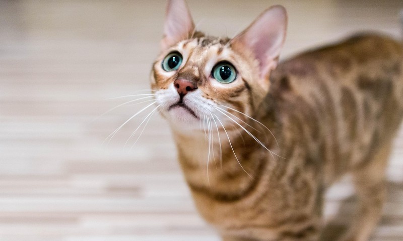 猫咪皮肤瘙痒症的预防和护理