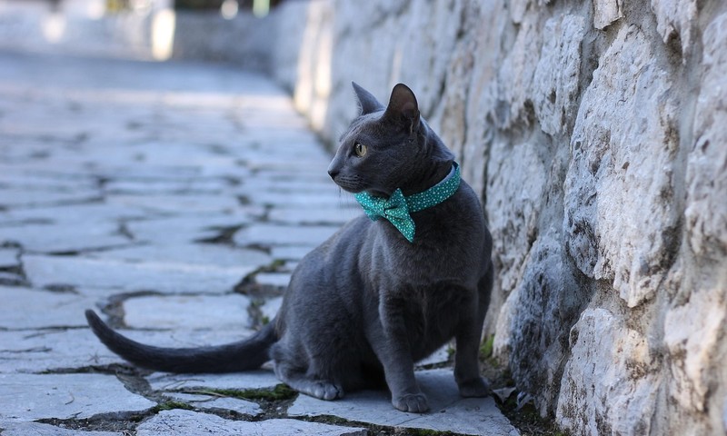 狗狗毛发护理全攻略：让爱犬保持靓丽毛发