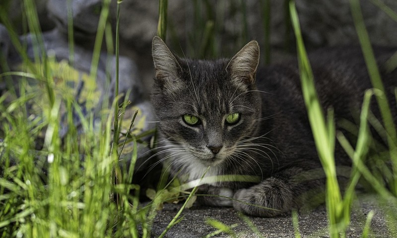 猫咪换粮攻略：轻松过渡，呵护猫咪肠胃健康