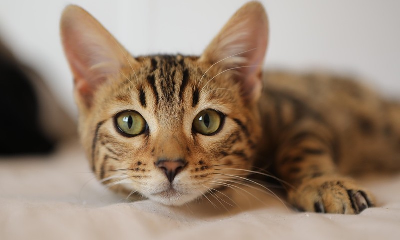 狗狗皮肤问题的诊断与护理方法