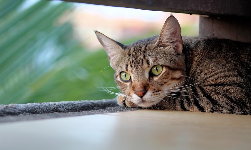 狗狗腹泻的常见症状、预防和护理指南