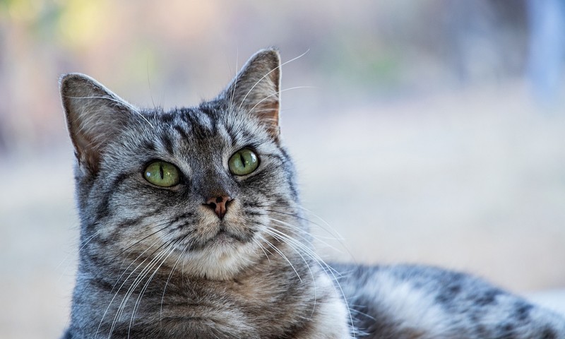 猫咪换粮指南：平稳过渡，呵护猫咪肠胃健康