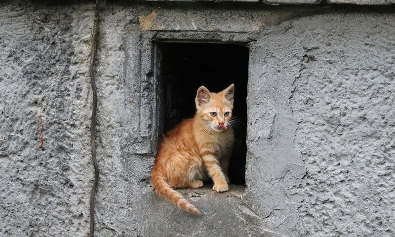 狗狗毛发护理攻略：从日常养护到洗澡技巧，让你的狗狗毛发亮丽如丝