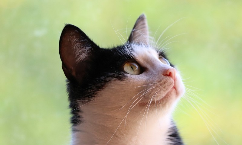 狗狗皮肤瘙痒症：原因、症状及应对策略