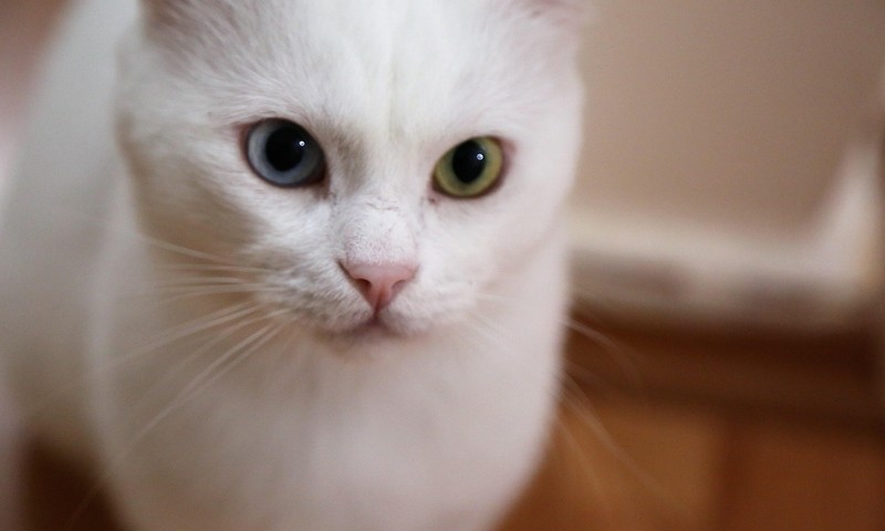 狗狗中的“运动健将”：哈士奇的性格特点与饲养技巧