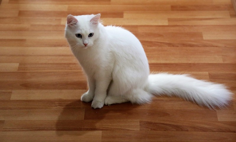 狗狗常见皮肤问题：诊断与护理指南