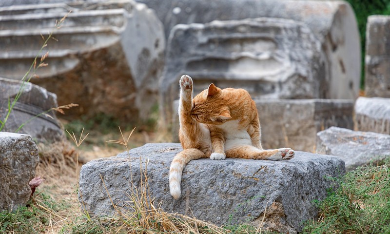 猫咪中的贵族——英国短毛猫的品种特点及养护指南