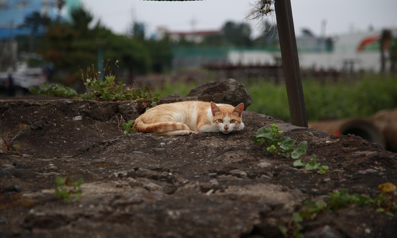 猫咪皮肤问题的诊断与处理