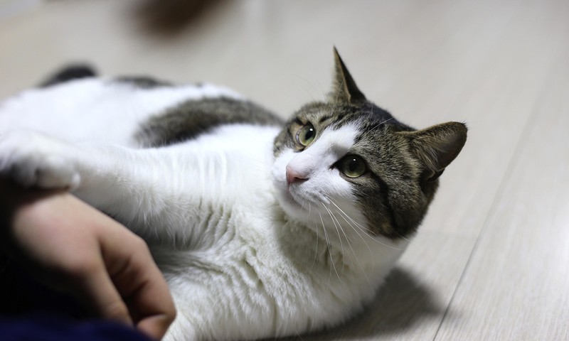 猫咪中的“优雅舞者”——波斯猫的品种特点与养护指南