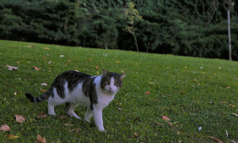 猫咪常见的肠胃问题及应对策略