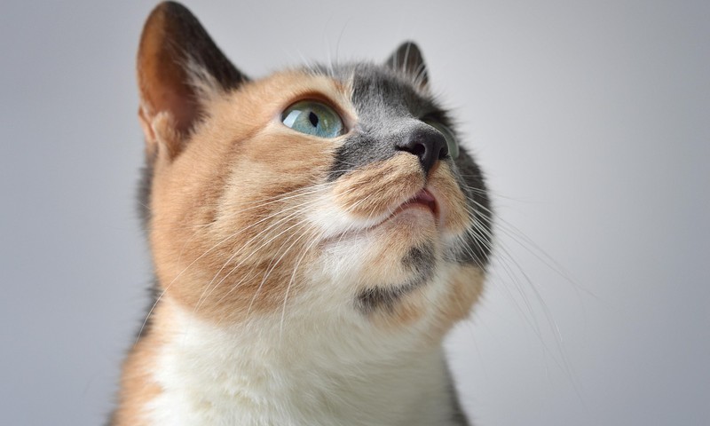 狗狗皮肤问题的常见症状与护理方法