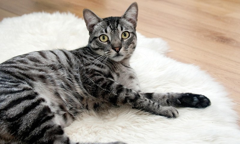 猫咪换粮攻略：平稳过渡，呵护猫咪肠胃健康