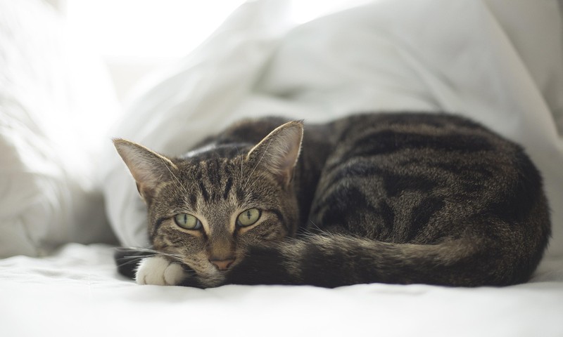 猫咪界的“优雅女神”——缅因猫的品种特点与养护指南