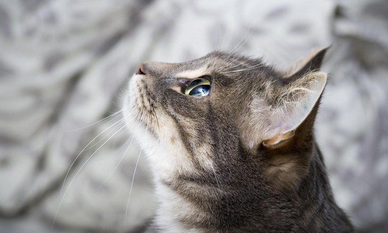 宠物肠胃不适的常见症状与护理指南