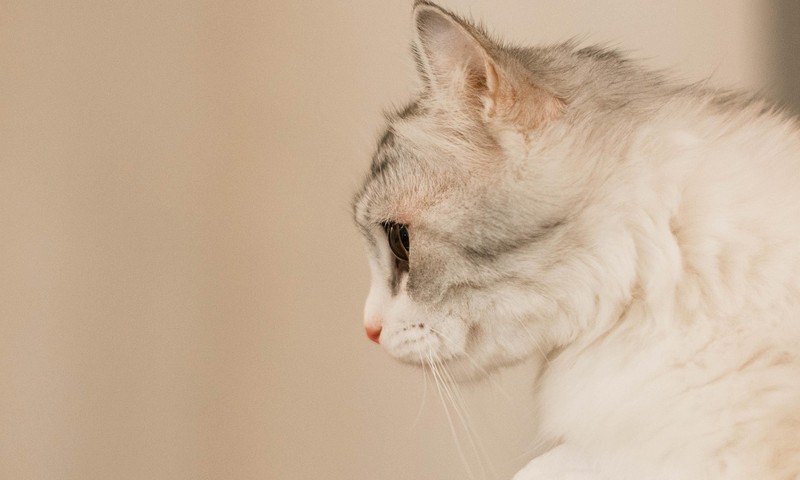 狗狗毛发护理全攻略：让爱犬拥有亮丽毛发