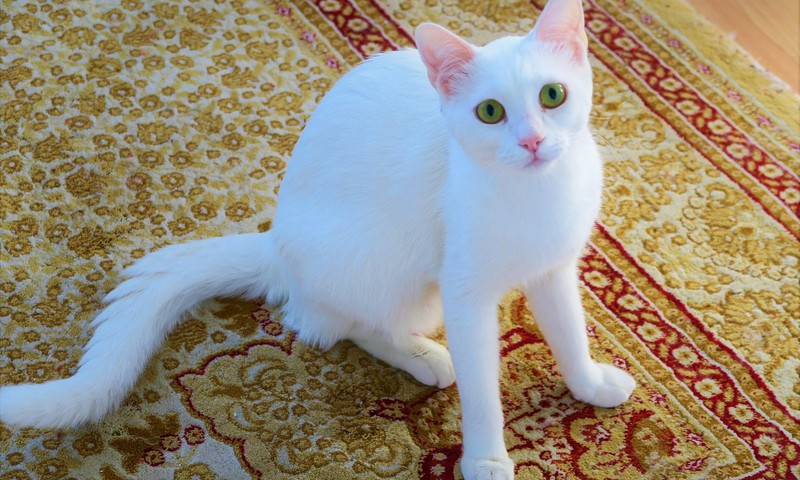 狗狗品种百科：忠诚伙伴——金毛寻回犬