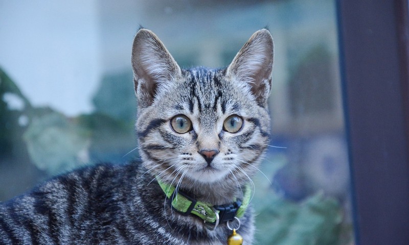 宠物皮肤问题：常见症状及预防措施