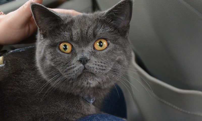 犬界“忠诚卫士”：德国牧羊犬的勇敢担当