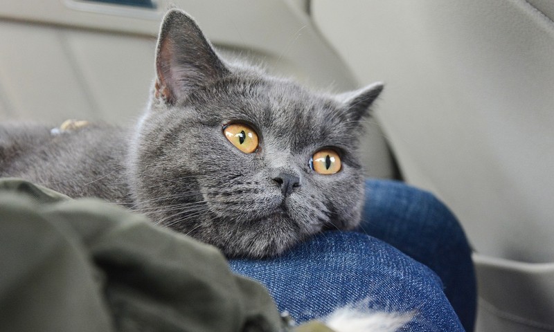 狗狗品种大揭秘：金毛寻回犬的忠诚与智慧